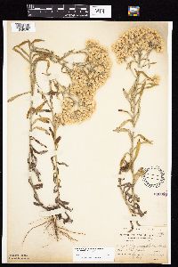 Pseudognaphalium obtusifolium image