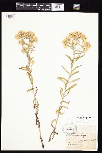 Pseudognaphalium obtusifolium image