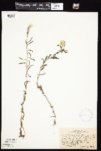 Pseudognaphalium obtusifolium image