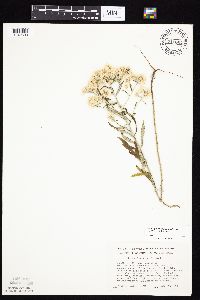 Pseudognaphalium obtusifolium image