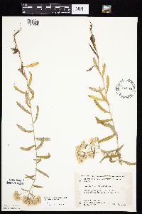 Pseudognaphalium obtusifolium image