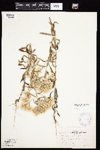 Pseudognaphalium obtusifolium image