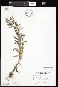Pseudognaphalium obtusifolium image