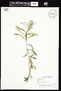 Pseudognaphalium obtusifolium image