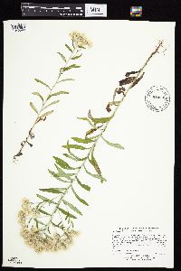 Pseudognaphalium obtusifolium image