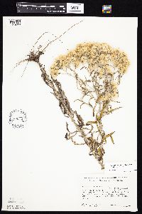 Pseudognaphalium obtusifolium image