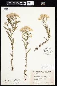 Pseudognaphalium obtusifolium image