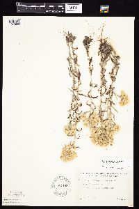 Pseudognaphalium obtusifolium image