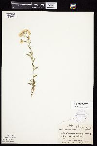 Pseudognaphalium obtusifolium image