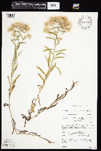 Pseudognaphalium obtusifolium image