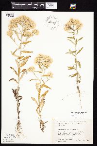 Pseudognaphalium obtusifolium image