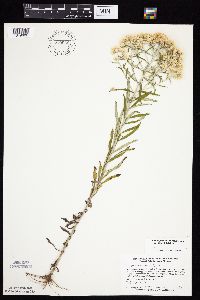 Pseudognaphalium obtusifolium image