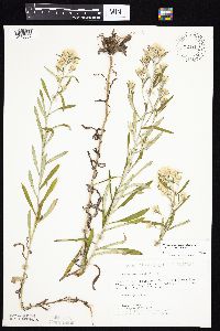 Pseudognaphalium obtusifolium image