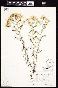Pseudognaphalium obtusifolium image