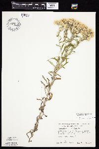 Pseudognaphalium obtusifolium image