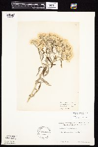 Pseudognaphalium obtusifolium image