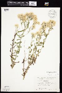 Pseudognaphalium obtusifolium image