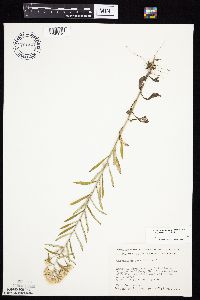 Pseudognaphalium obtusifolium image