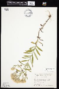 Pseudognaphalium obtusifolium image