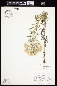 Pseudognaphalium obtusifolium image