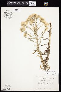 Pseudognaphalium obtusifolium image