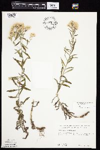 Pseudognaphalium obtusifolium image