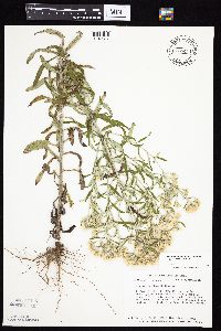 Pseudognaphalium obtusifolium image