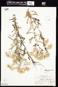 Pseudognaphalium obtusifolium image