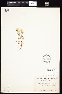 Pseudognaphalium obtusifolium image