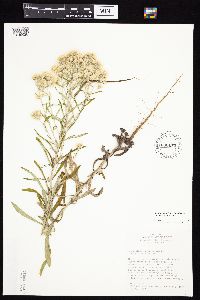 Pseudognaphalium obtusifolium image