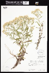 Pseudognaphalium obtusifolium image