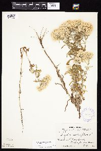 Pseudognaphalium obtusifolium image