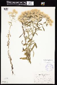 Pseudognaphalium obtusifolium image