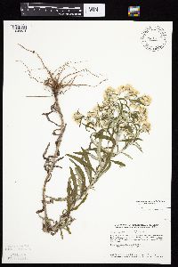 Pseudognaphalium obtusifolium image