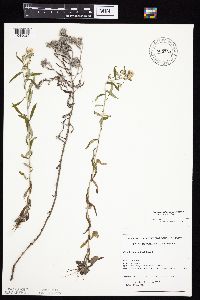 Pseudognaphalium obtusifolium image