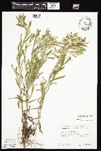 Pseudognaphalium obtusifolium image