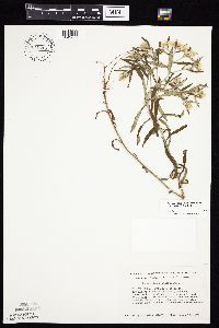 Pseudognaphalium obtusifolium image