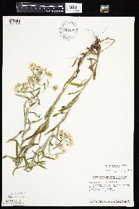 Pseudognaphalium obtusifolium image