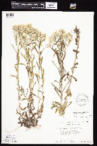 Pseudognaphalium obtusifolium image
