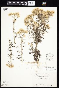 Pseudognaphalium obtusifolium image