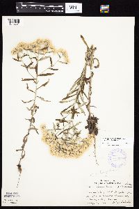 Pseudognaphalium obtusifolium image