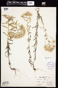 Pseudognaphalium obtusifolium image