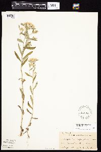 Pseudognaphalium obtusifolium image