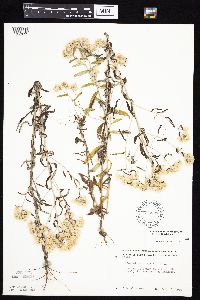 Pseudognaphalium obtusifolium image