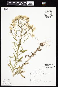 Pseudognaphalium obtusifolium image