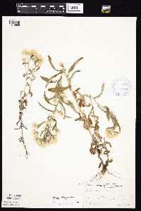 Pseudognaphalium obtusifolium image