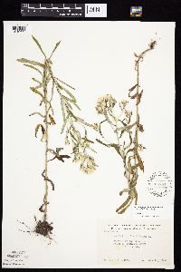 Pseudognaphalium obtusifolium image