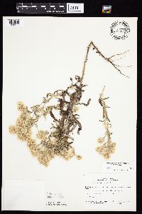 Pseudognaphalium obtusifolium image