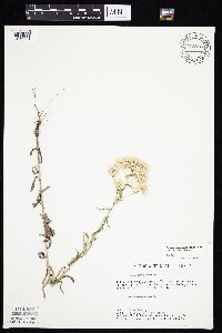 Pseudognaphalium obtusifolium image