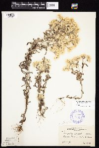 Pseudognaphalium obtusifolium image